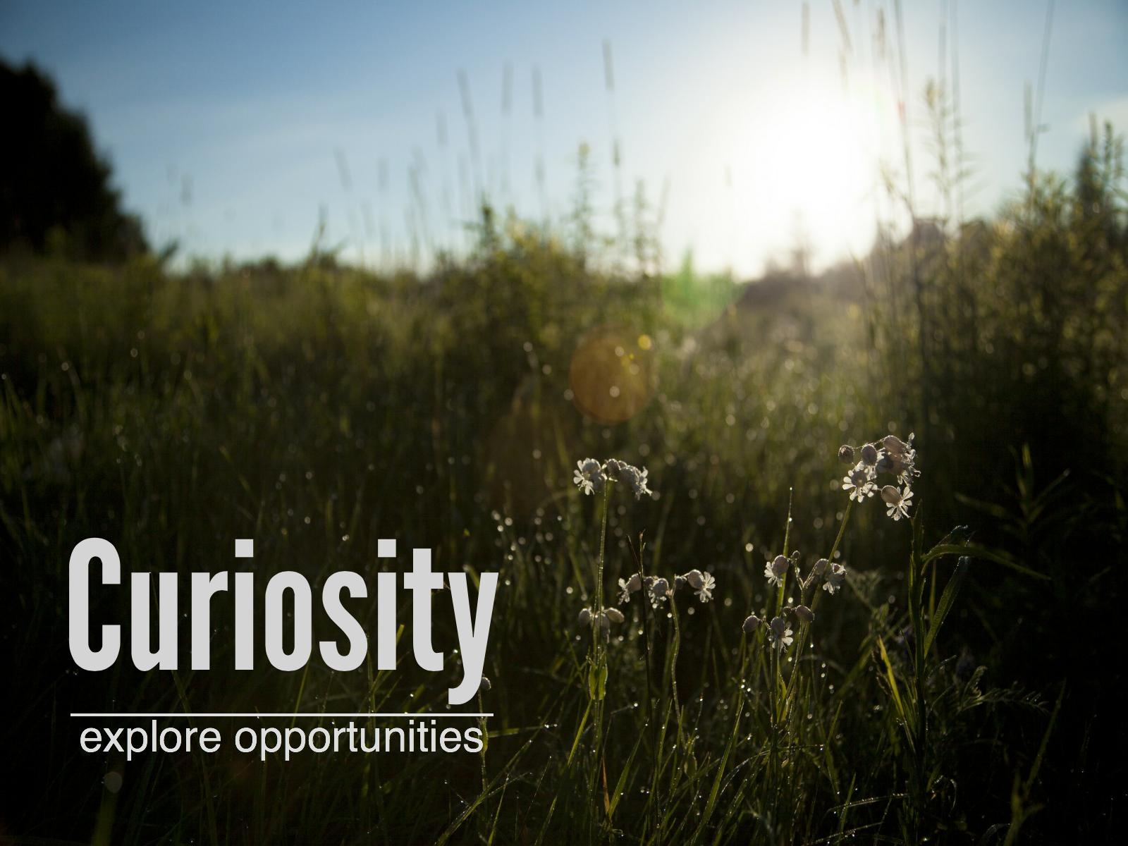 curiosity-graphic
