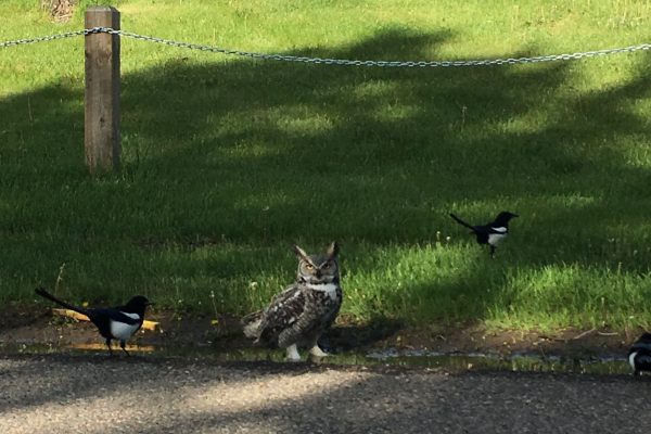 Claire Massé (BSc '09), International Student Advisor, spotted this guy taking a bath (and a drink) recently with a few magpies on the road by the quad!