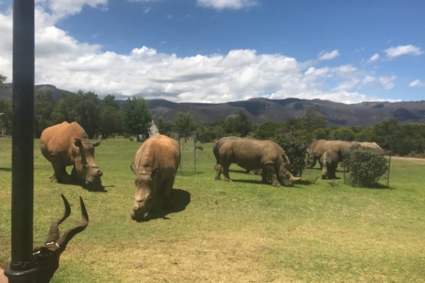 Dr. Peter Henzi (Psychology) snapped this photo of rhinos foraging in front of the project house in South Africa where he and Dr. Louise Barrett conduct their primate research.